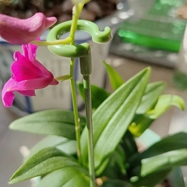 10pcs Plant Potted Flower Shape Support Rod Fixed Anti-lodging Leaf Guard Frame, Size:37cm - Shelves by PMC TechLife | Online Shopping South Africa | PMC TechLife