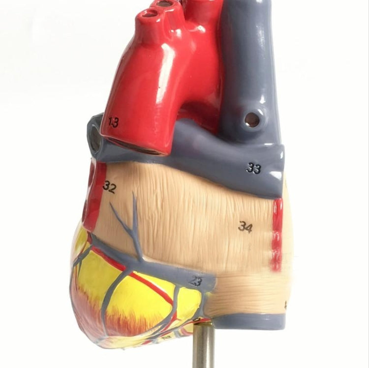 1: 1 Human Heart Anatomical Model Cardiology Heart Anatomy Teaching Model with Number Mark