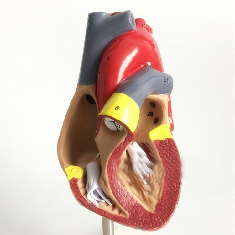 1: 1 Human Heart Anatomical Model Cardiology Heart Anatomy Teaching Model with Number Mark