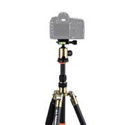 Triopo GT-2505x8.C Adjustable Portable Carbon Fiber Tripod (Gold) with B-1 Aluminum Ball Head (Black) for Canon Nikon Sony DSLR Camera