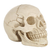 Skull Head Hallowmas Prop Gadget Display, Size: 19(L) x 13(W) x 14cm(H)(White)