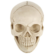 Skull Head Hallowmas Prop Gadget Display, Size: 19(L) x 13(W) x 14cm(H)(White)