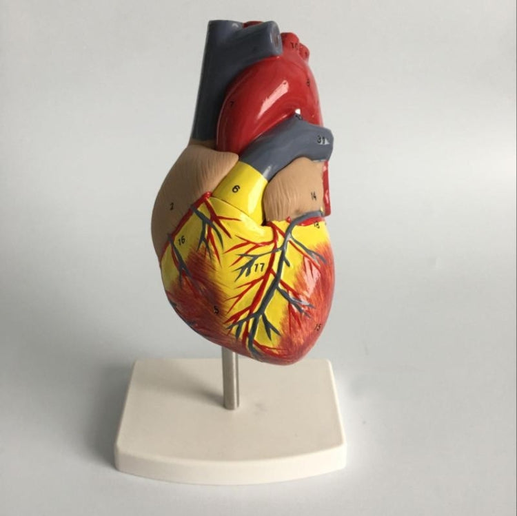 1: 1 Human Heart Anatomical Model  Cardiology Heart Anatomy Teaching Model with Number Mark