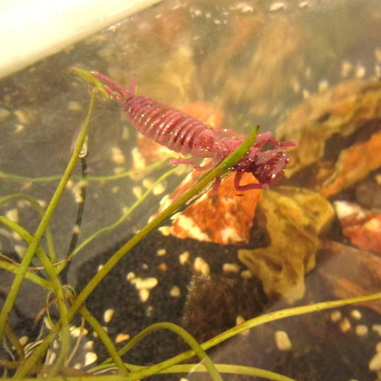 15 PCS 8-color Larvae Silicone Soft Bait Lure Bait, Size:75MM(Blue) - Fishing Lures by PMC TechLife | Online Shopping South Africa | PMC TechLife