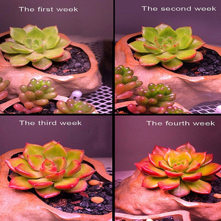 COB Plant Growth Light LED Vegetable Planting Succulent Light, Light:Full Spectrum(EU Plug 220V) - LED Grow Lights by PMc TechLife | Online Shopping South Africa | PMc TechLife | Buy Now Pay Later Mobicred