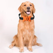 Automatic Voice Control Bark Arrester Collar Pet Supplies Trainer(Orange)
