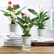Fully Transparent Hydroponic Flower Pots Water Level Visible Non-Broken Glue Self-Absorbent Plastic Flower Pots, Size: W03 Caliber 11cm(Full Transparency)