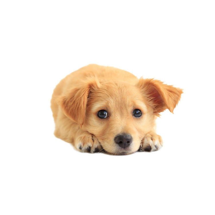 Style 1 Large 3D Simulation Dog Car Stickers Rain-Proof Sunscreen Car Sticker Scratch Shaving Decoration Stickers - Decorative Sticker by PMC TechLife | Online Shopping South Africa | PMC TechLife | Buy Now Pay Later Mobicred