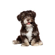 Style 3 Large 3D Simulation Dog Car Stickers Rain-Proof Sunscreen Car Sticker Scratch Shaving Decoration Stickers - Decorative Sticker by PMC TechLife | Online Shopping South Africa | PMC TechLife | Buy Now Pay Later Mobicred