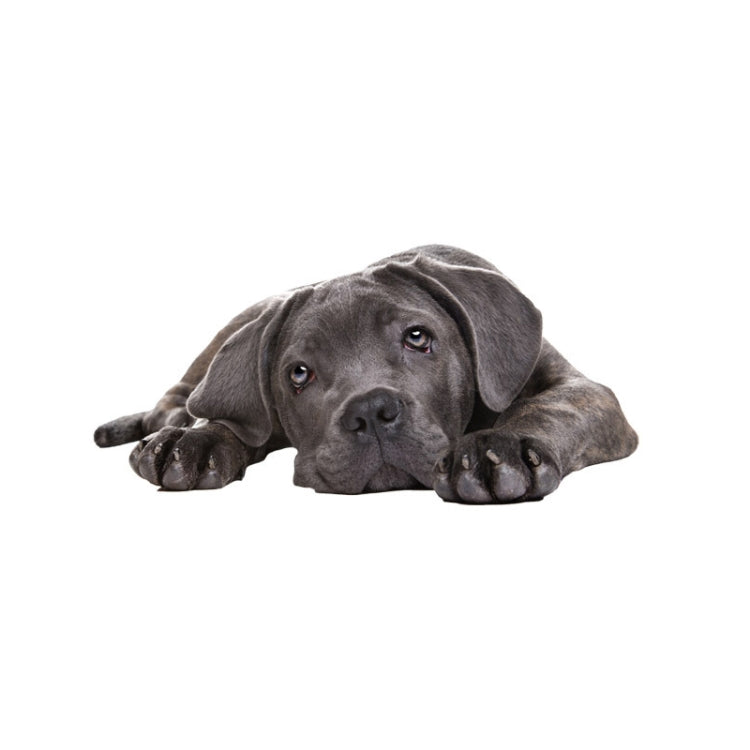 Style 4 Large 3D Simulation Dog Car Stickers Rain-Proof Sunscreen Car Sticker Scratch Shaving Decoration Stickers - Decorative Sticker by PMC TechLife | Online Shopping South Africa | PMC TechLife | Buy Now Pay Later Mobicred