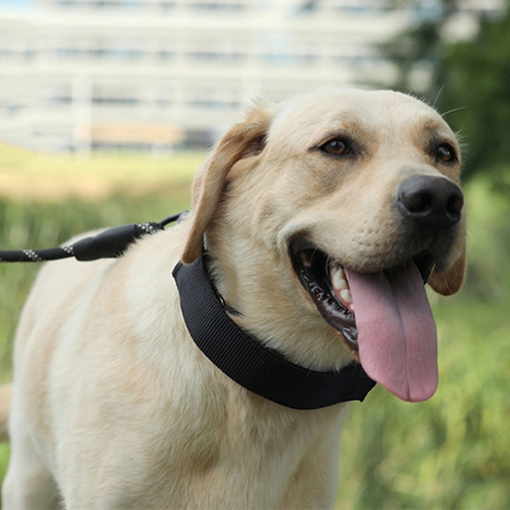 Cloth Tape Paste Detachable Training Stimulation Dog Collar, Size: S 2.5mm x 35cm(Ordinary)