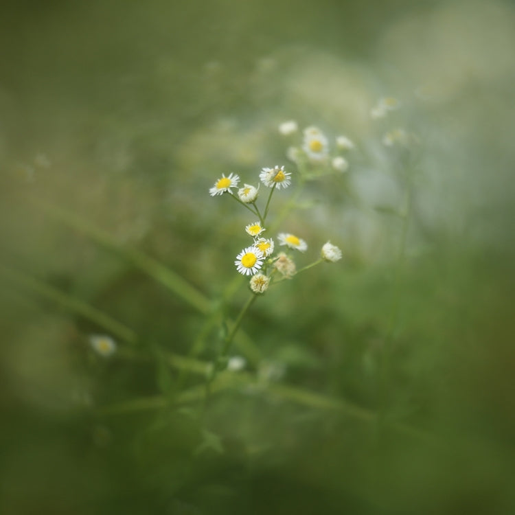 82mm Central Exposure Edge Blur Close-Up Photography Special Effects Filter - Other Filter by PMC TechLife | Online Shopping South Africa | PMC TechLife | Buy Now Pay Later Mobicred