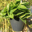 Self-Watering Planter Grow Plants Lazy Flower Pots Wall-hanging Round Resin Plastic Flower Pots, Size: 18x12.5x16cm(Black) - free shipping - PMC TechLife - Order now!