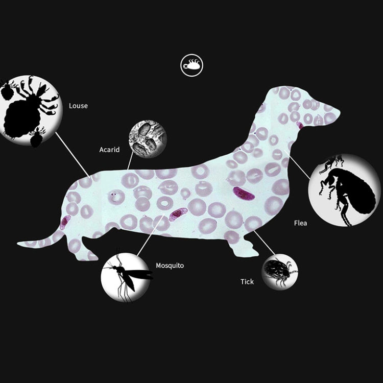 Pet Flea & Anti-Lice Collar Pet In Vitro Insect Repellent Ring, Size:Small Dog/38cm - Collars by PMC TechLife | Online Shopping South Africa | PMC TechLife | Buy Now Pay Later Mobicred