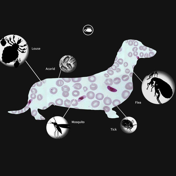 Pet Flea & Anti-Lice Collar Pet In Vitro Insect Repellent Ring, Size:Small Dog/38cm