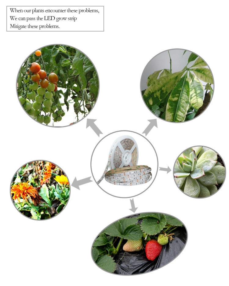 5m 300 LEDs SMD 5050 Full Spectrum LED Strip Light Fitolampy Grow Lights for Greenhouse Hydroponic Plant Waterproof(5 Red 1 Blue) - LED Grow Lights by PMC TechLife | Online Shopping South Africa | PMC TechLife